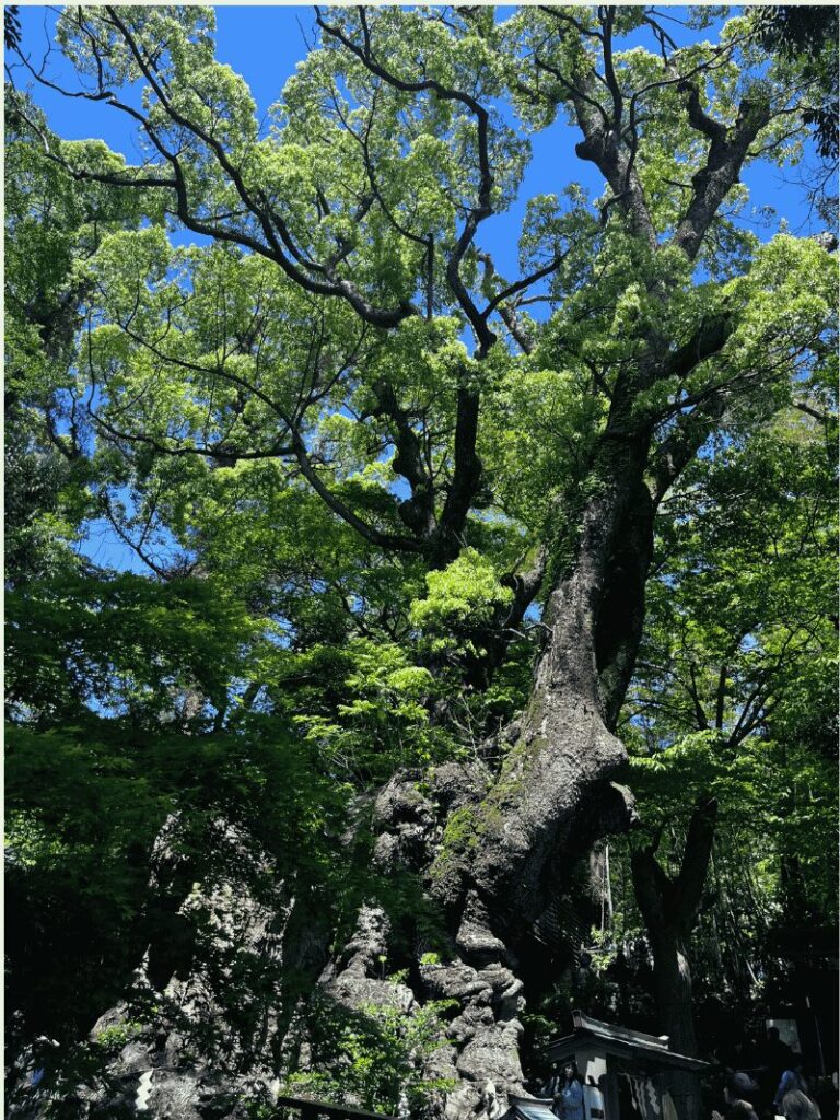 来宮神社の大きなクスノキ