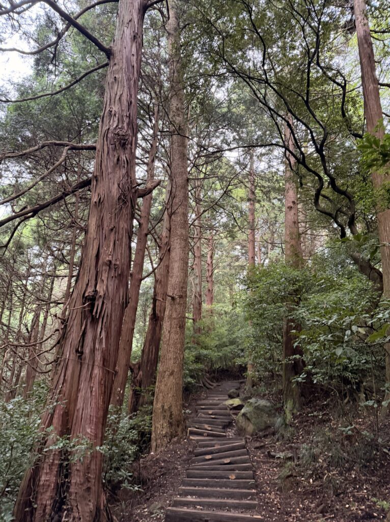 杉林の中の急な石段の登山道
